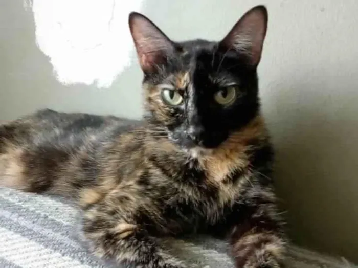 Gato ra a srd escaminha  idade 3 anos nome MEG