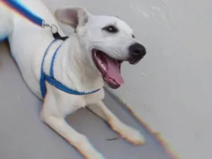 Cachorro raça SRD-ViraLata idade 3 anos nome SLINKY