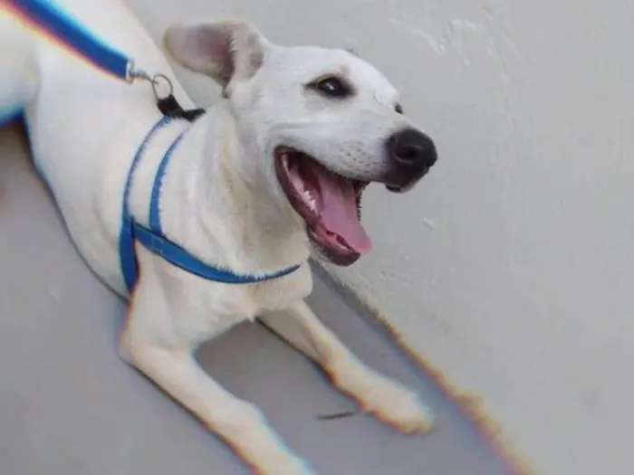 Cachorro ra a SRD-ViraLata idade 3 anos nome SLINKY