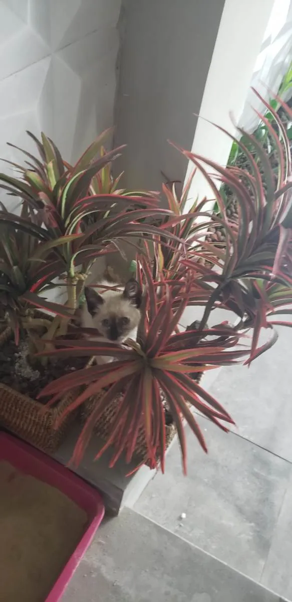 Gato ra a Siamês idade Abaixo de 2 meses nome Kyra