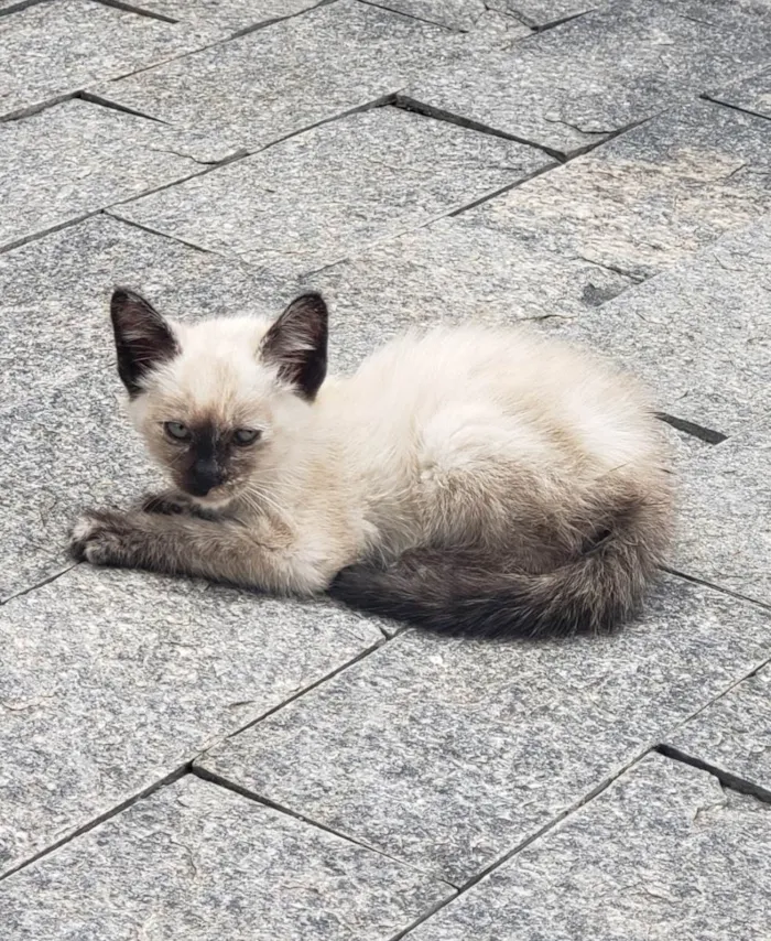 Gato ra a Siamês idade Abaixo de 2 meses nome Kyra