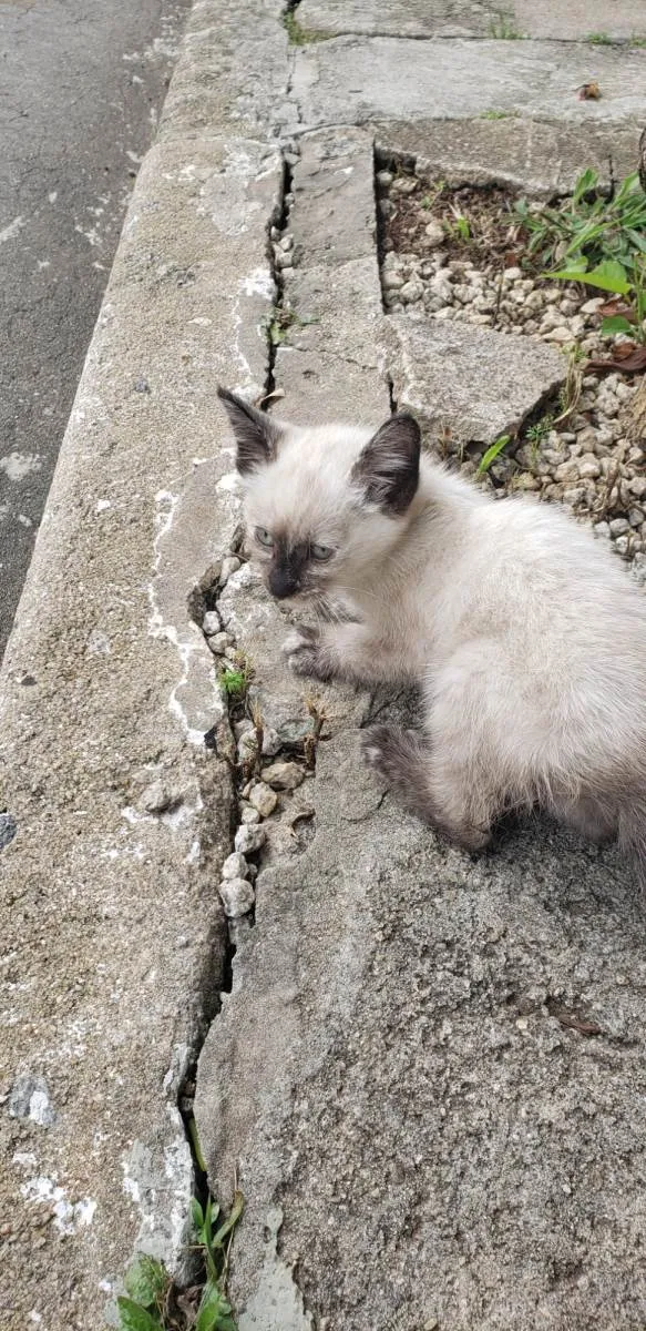 Gato ra a Siamês idade Abaixo de 2 meses nome Kyra