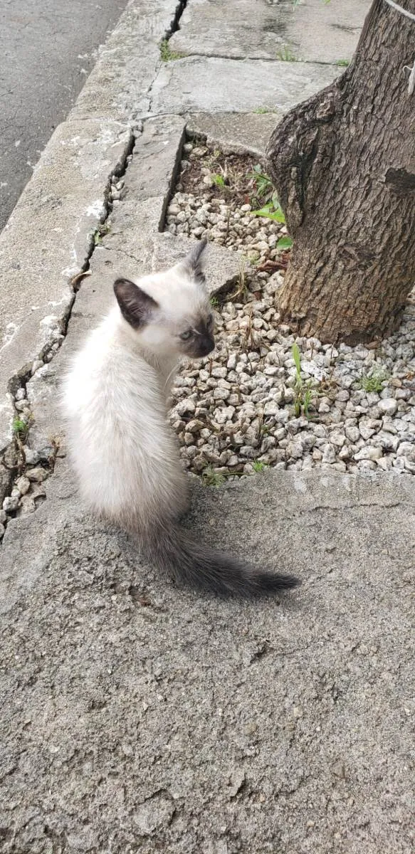 Gato ra a Siamês idade Abaixo de 2 meses nome Kyra