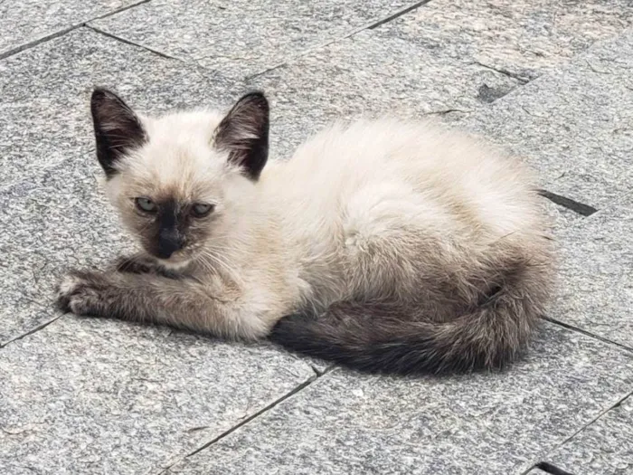 Gato ra a Siamês idade Abaixo de 2 meses nome Kyra