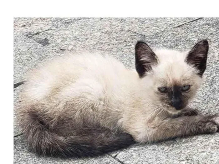 Gato ra a Siamês idade Abaixo de 2 meses nome Kyra