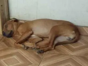 Cachorro raça SRD-ViraLataVmarr idade 7 a 11 meses nome Duke