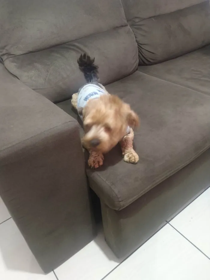 Cachorro raça Yorkshire  idade 1 ano nome Thor