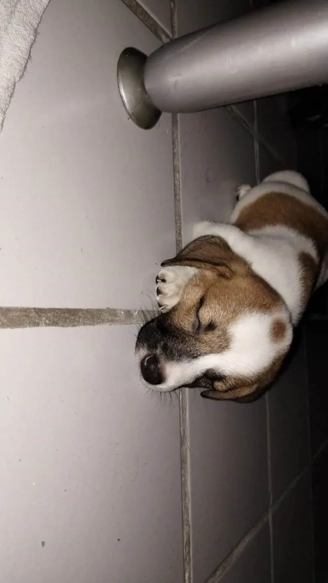 Cachorro ra a  idade 2 a 6 meses nome Agatha