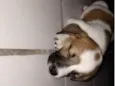 Agatha