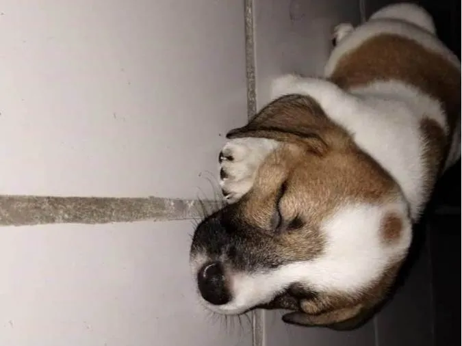 Cachorro ra a  idade 2 a 6 meses nome Agatha
