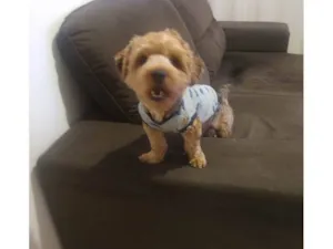 Cachorro raça Yorkshire  idade 1 ano nome Thor
