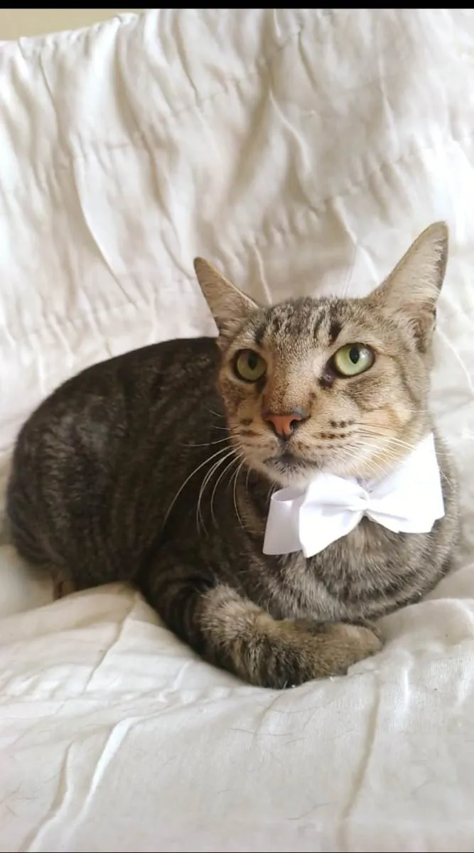 Gato ra a srd tigradinha  idade 2 anos nome TONNY