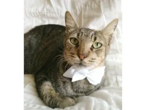 Gato raça srd tigradinha  idade 2 anos nome TONNY