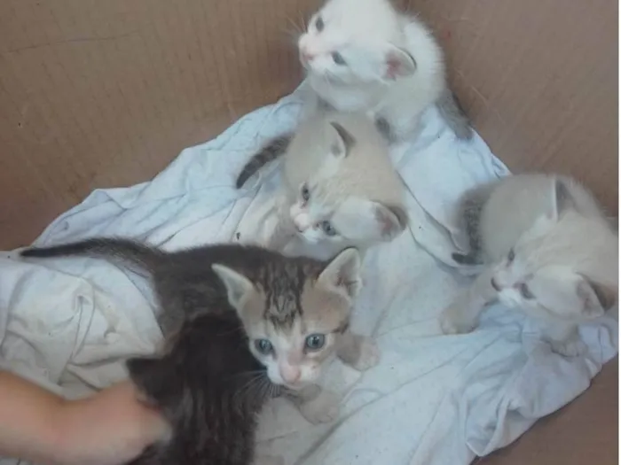 Gato raça  idade 2 a 6 meses nome Não tem nome 