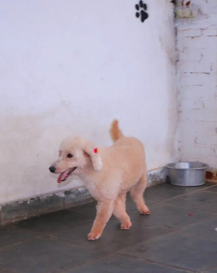 Cachorro raça Poodle idade 2 anos nome Betina