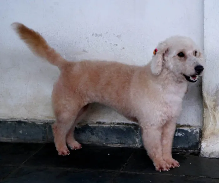 Cachorro raça Poodle idade 2 anos nome Betina