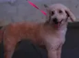 Cachorro raça Poodle idade 2 anos nome Betina