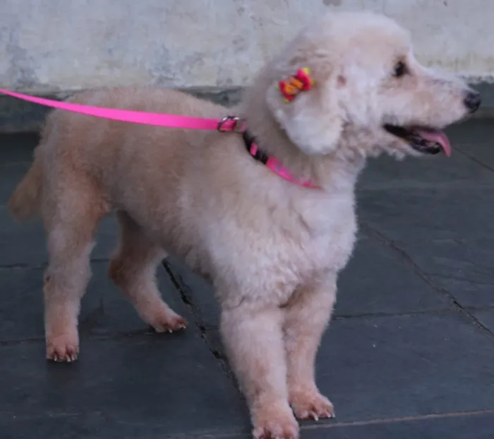 Cachorro raça Poodle idade 2 anos nome Betina
