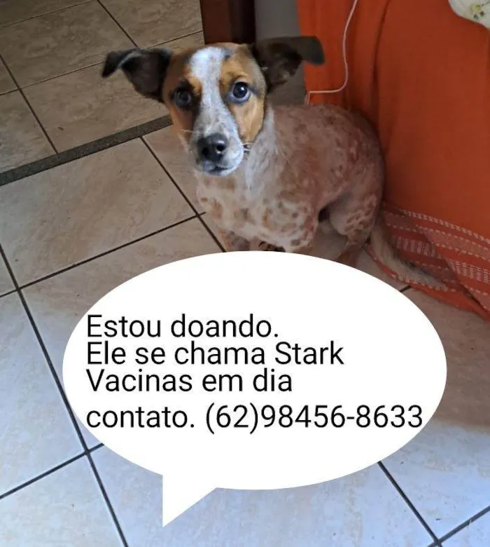 Cachorro ra a SRD-ViraLata idade 7 a 11 meses nome Stark
