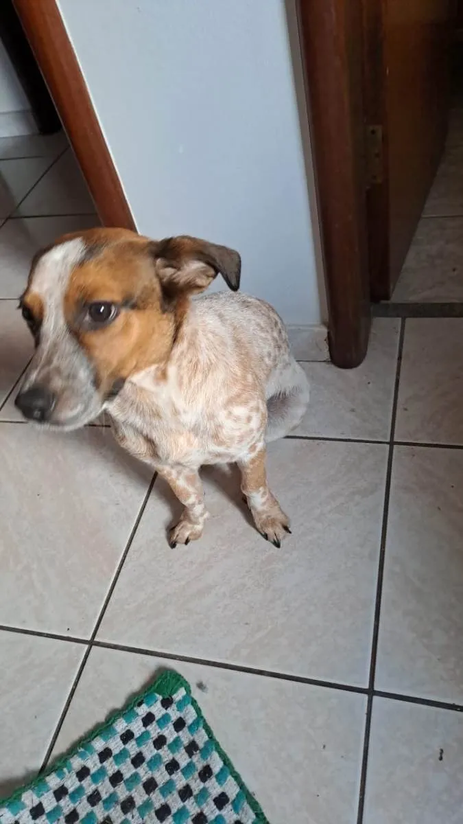 Cachorro ra a SRD-ViraLata idade 7 a 11 meses nome Stark