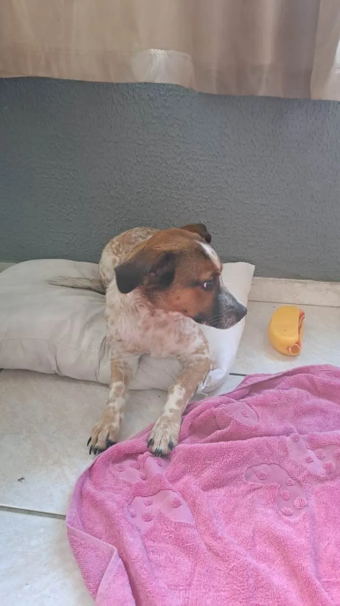 Cachorro ra a SRD-ViraLata idade 7 a 11 meses nome Stark