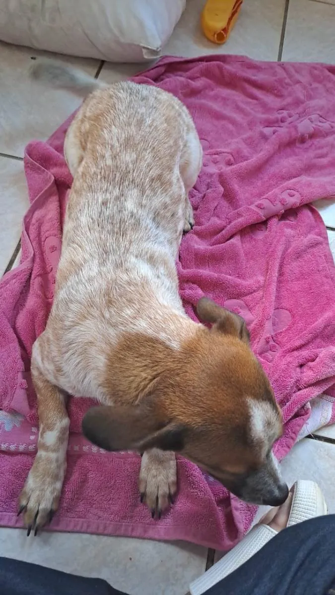Cachorro ra a SRD-ViraLata idade 7 a 11 meses nome Stark