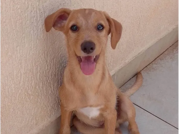 Cachorro ra a SRD-ViraLata idade 2 a 6 meses nome Lolo