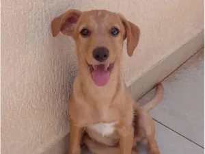 Cachorro raça SRD-ViraLata idade 2 a 6 meses nome Lolo