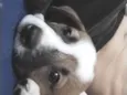 Agatha