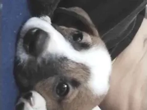 Cachorro raça  idade 2 a 6 meses nome Agatha