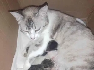 Gato raça  idade 2 a 6 meses nome Não tem nome 