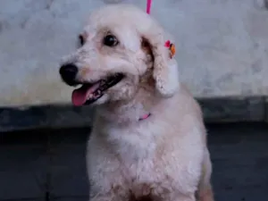 Cachorro raça Poodle idade 2 anos nome Betina
