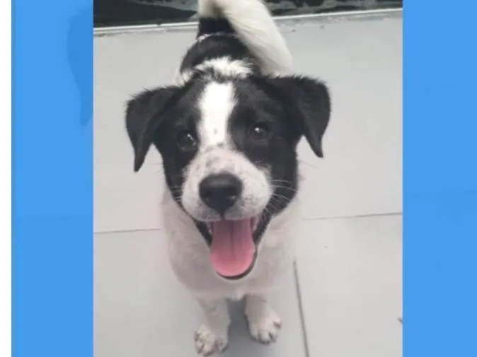 Cachorro raça SRD-ViraLata idade 2 a 6 meses nome Bella bb5meses