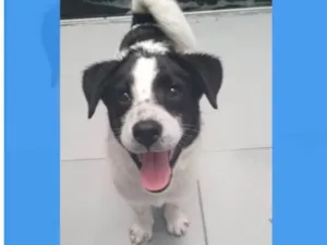 Cachorro raça SRD-ViraLata idade 2 a 6 meses nome Bella bb5meses