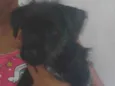 Mayla