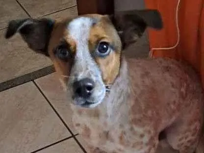 Cachorro ra a SRD-ViraLata idade 7 a 11 meses nome Stark
