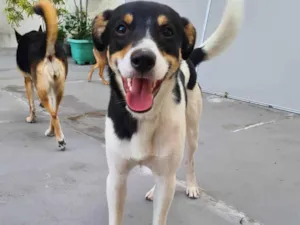 Cachorro raça SRD-ViraLata idade 7 a 11 meses nome Alfredo