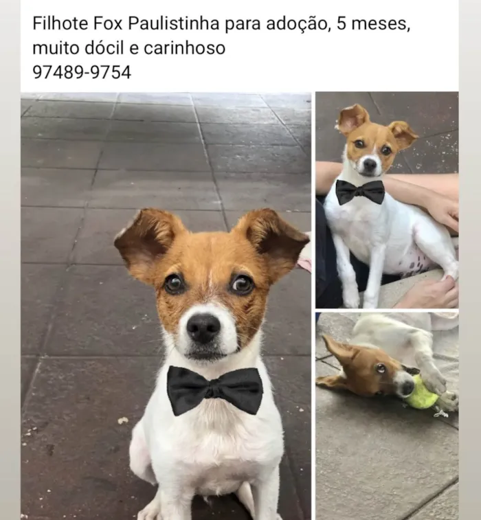 Cachorro ra a Parece fox paulistinha idade 2 a 6 meses nome Não tem 