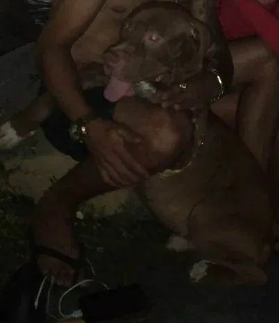 Cachorro ra a Pitbull idade 1 ano nome beira mar