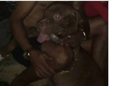 Cachorro ra a Pitbull idade 1 ano nome beira mar