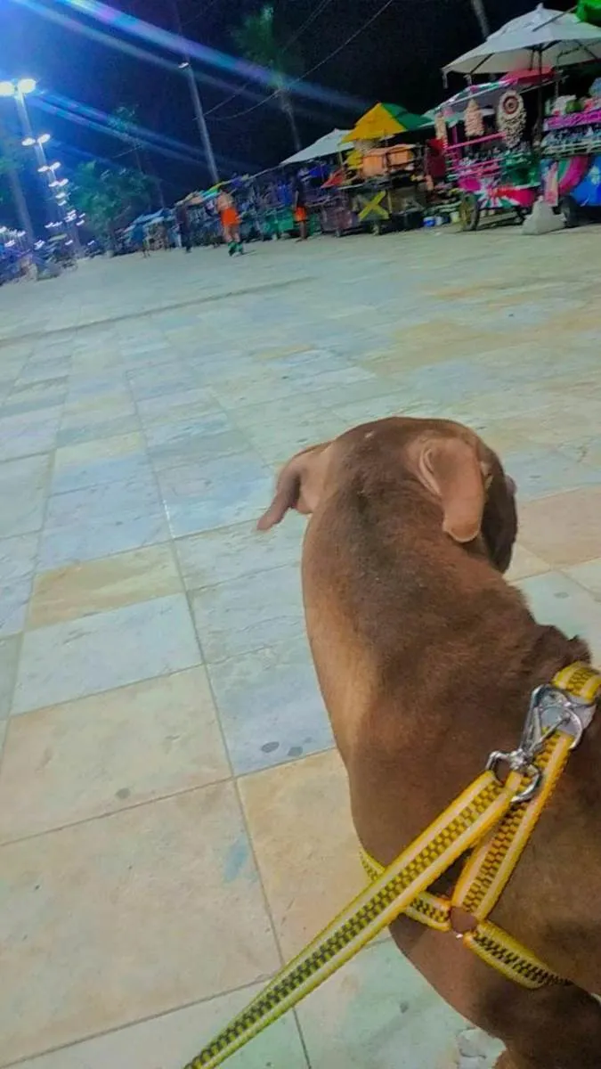 Cachorro ra a Pitbull idade 1 ano nome beira mar