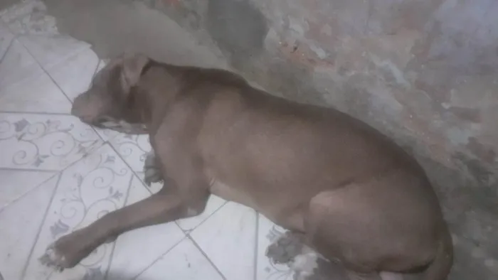 Cachorro ra a Pitbull idade 1 ano nome beira mar