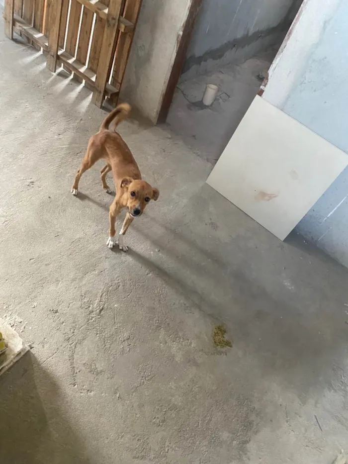 Cachorro ra a Viralata idade 1 ano nome Luna