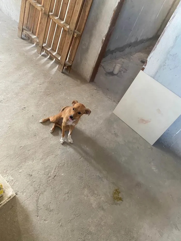 Cachorro ra a Viralata idade 1 ano nome Luna