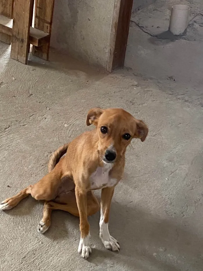 Cachorro ra a Viralata idade 1 ano nome Luna