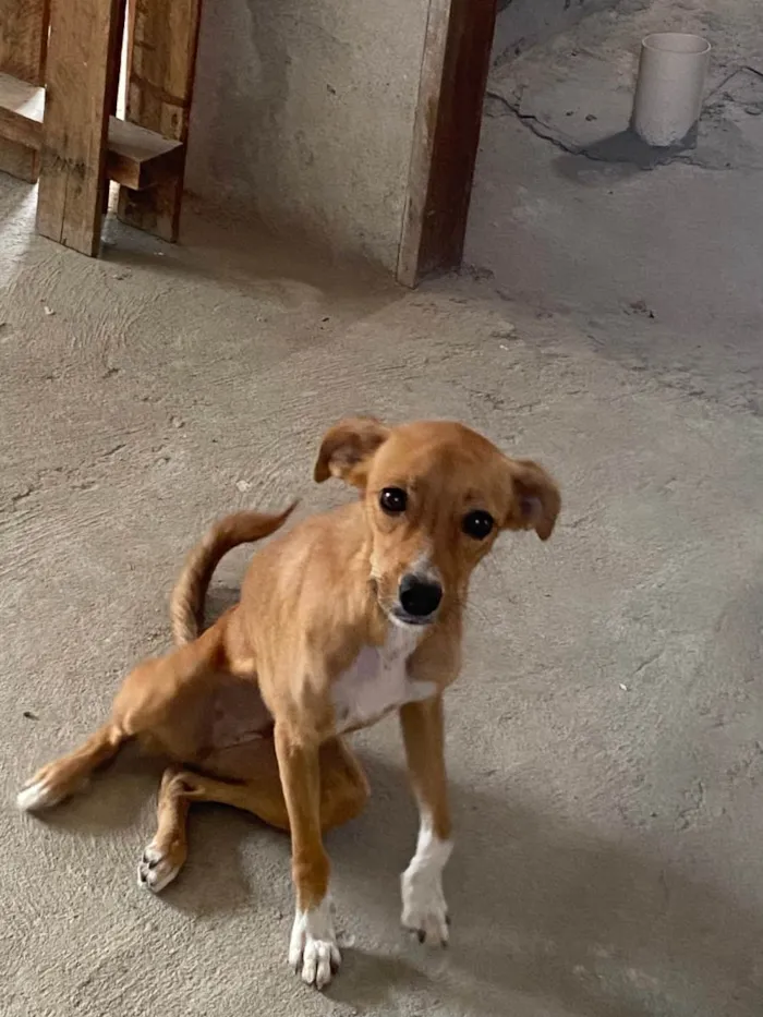 Cachorro ra a Viralata idade 1 ano nome Luna