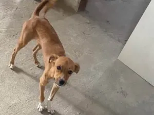 Cachorro raça Viralata idade 1 ano nome Luna