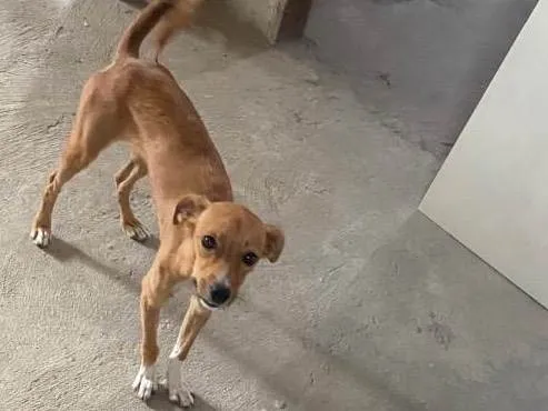 Cachorro ra a Viralata idade 1 ano nome Luna