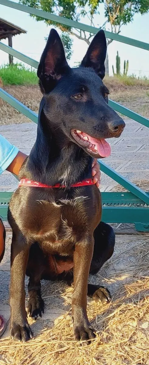 Cachorro raça Sem raca idade 7 a 11 meses nome Luma