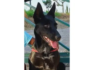 Cachorro raça Sem raca idade 7 a 11 meses nome Luma